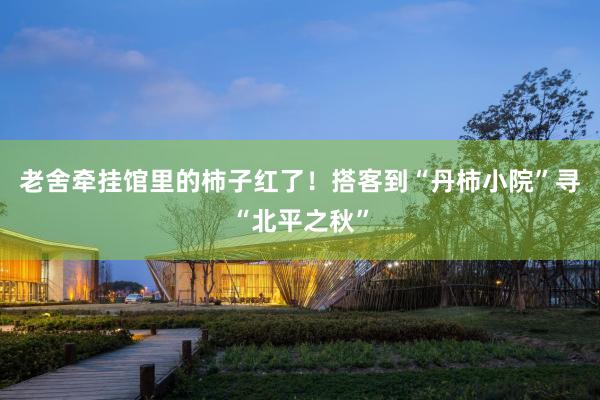 老舍牵挂馆里的柿子红了！搭客到“丹柿小院”寻“北平之秋”